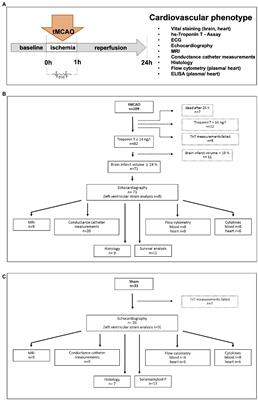 Acute Heart Failure After Reperfused Ischemic Stroke: Association With Systemic and Cardiac Inflammatory Responses